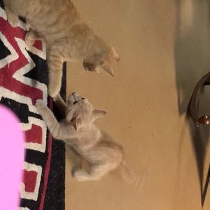 Meet your Posher, Lisa